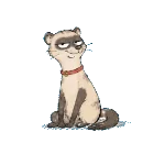 Ferret