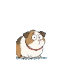 Guinea pig