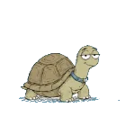 Tortoise