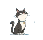 Tuxedo cat